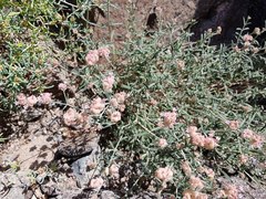 Plocama hymenostephana