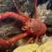 Tuna Crab - Photo (c) John Garrett, some rights reserved (CC BY-NC), uploaded by John Garrett