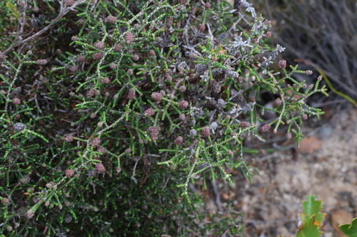 Image of Melaleuca micrantha by (c) Greg Tasney, some rights reserved (CC BY-SA)