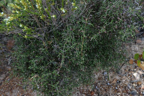 Image of Melaleuca micrantha by (c) Greg Tasney, some rights reserved (CC BY-SA)