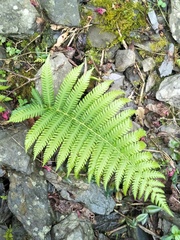 Pseudocyclosorus esquirolii