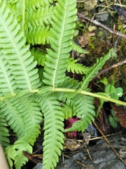 Pseudocyclosorus esquirolii