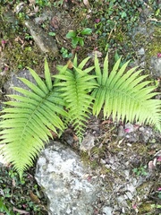 Pseudocyclosorus esquirolii