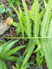 Pseudocyclosorus esquirolii