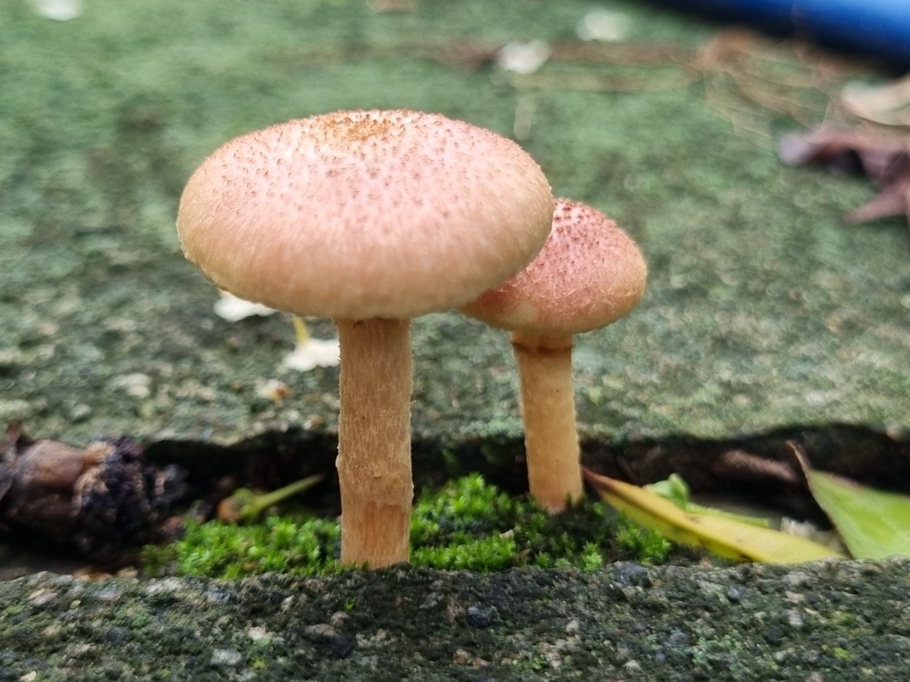Gymnopilus luteofolius · October 2023 · photo: © reismk (iNaturalist, cc-by-nc)