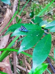 Clelea sapphirina