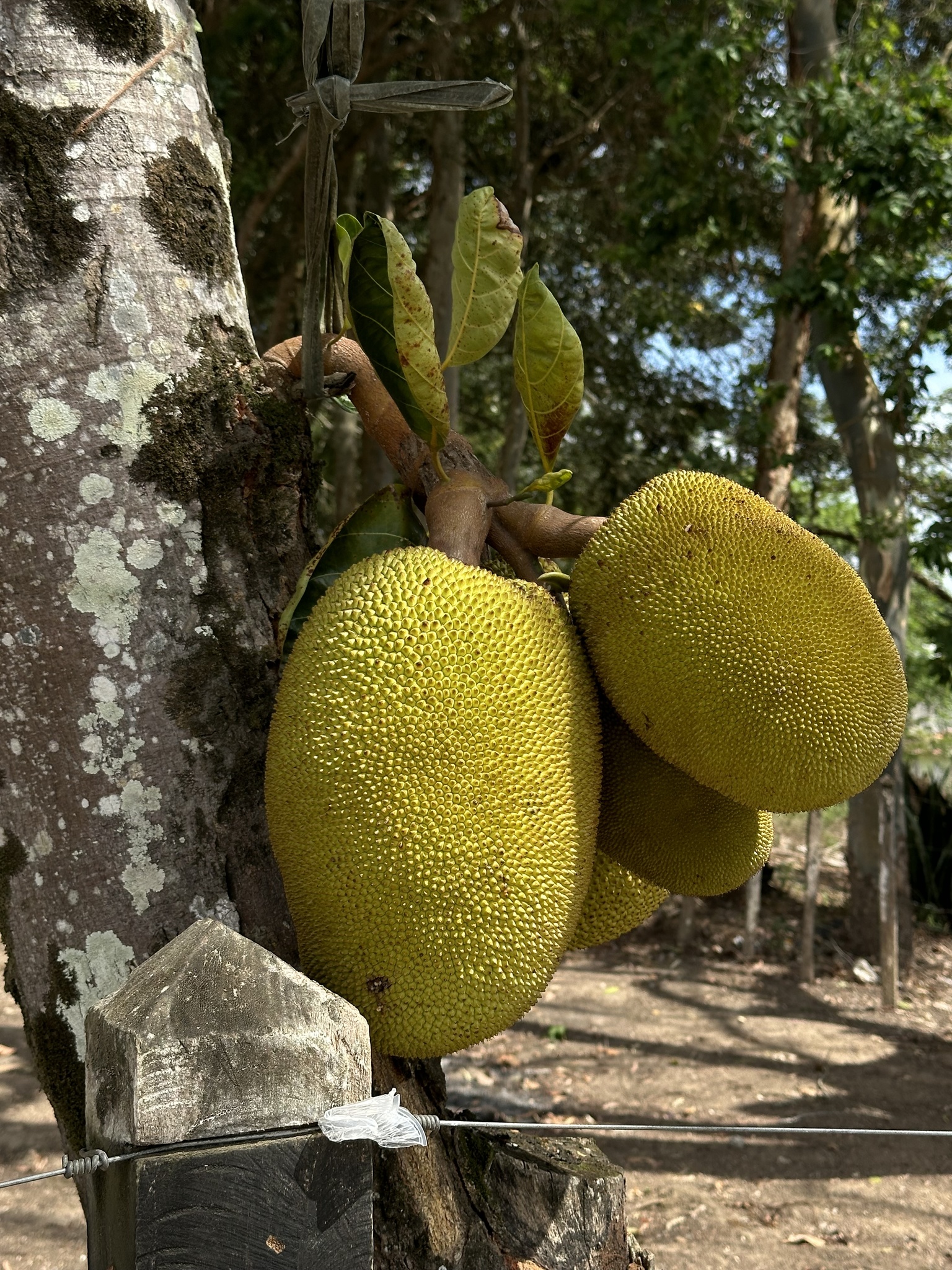 Artocarpus heterophyllus