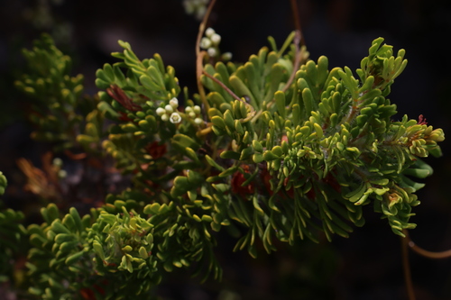 yellow boronia (Boronia tetrandra)