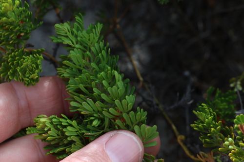 Image of Boronia tetrandra by (c) Greg Tasney, some rights reserved (CC BY-SA)