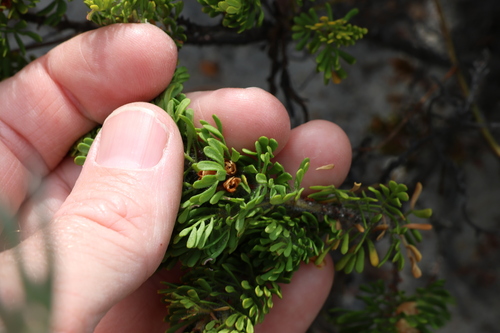 Image of Boronia tetrandra by (c) Greg Tasney, some rights reserved (CC BY-SA)