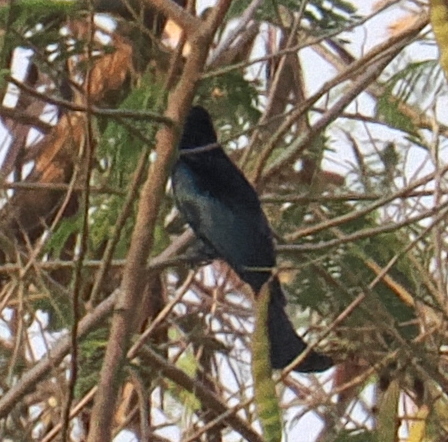 Wallacean Drongo illustration