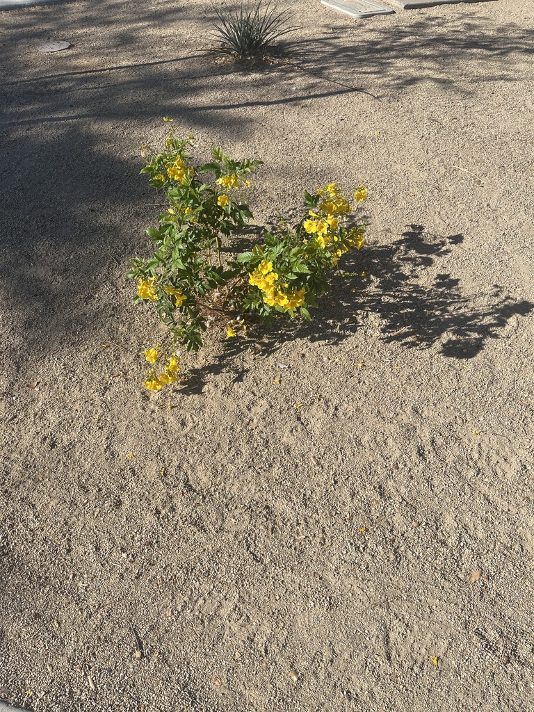 flowering plants from Surprise Community Park, Surprise, AZ, US on