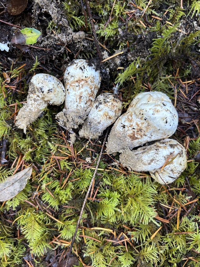 Western Matsutake in October 2023 by aaeerr. First time searching for
