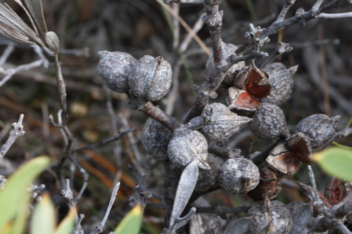 Image of Hakea corymbosa by (c) Greg Tasney, some rights reserved (CC BY-SA)