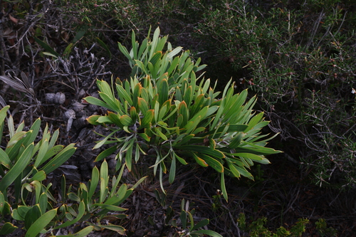 Image of Hakea corymbosa by (c) Greg Tasney, some rights reserved (CC BY-SA)