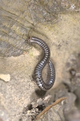 Anaulaciulus tonginus