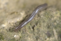 Anaulaciulus tonginus