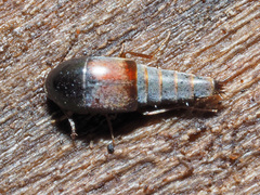 Sepedophilus marshami