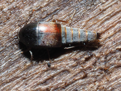 Sepedophilus marshami