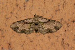 Chloroclystis sphragitis