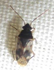 Lophoraglius