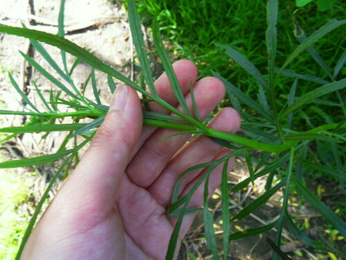 Image of Senecio brasiliensis by (c) Victoria Prosdocimo, some rights reserved (CC BY)