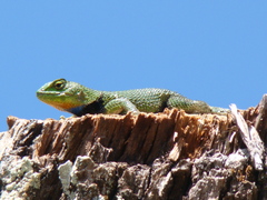 Sceloporus formosus