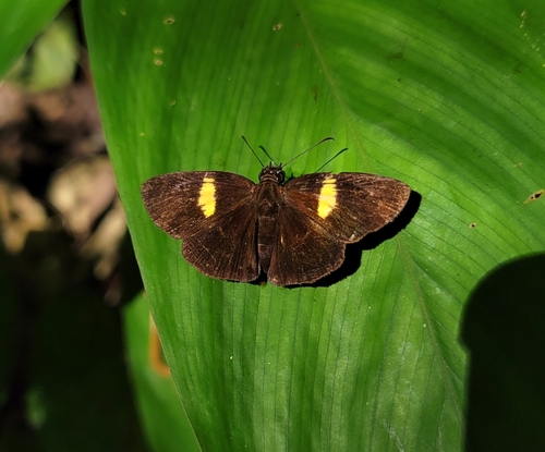 Yellowbanded Skipper