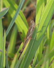 Aiolopus thalassinus dubius