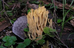 Ramaria subaurantiaca