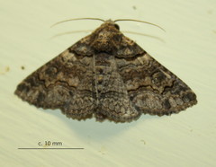 Pericyma atrifusa