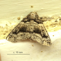 Pericyma atrifusa