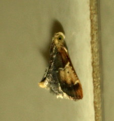 Pyralis farinalis