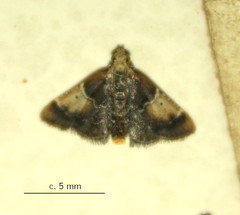 Pyralis farinalis