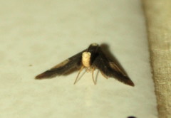 Pyralis farinalis