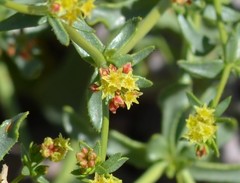 Eriogonum galioides
