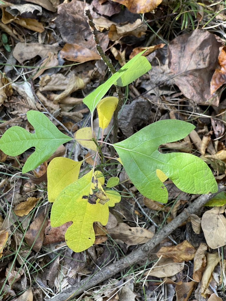 sassafras from Church View, VA, US on October 29, 2023 at 0218 PM by