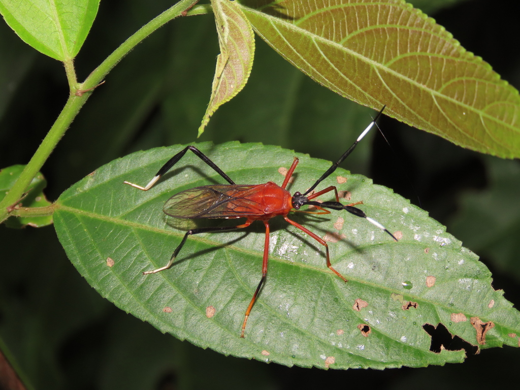 Holhymenia rubescens
