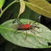 Holhymenia rubescens - Photo 由 Lepidoptera Colombiana 🇨🇴 所上傳的 (c) Lepidoptera Colombiana 🇨🇴，保留部份權利CC BY-NC