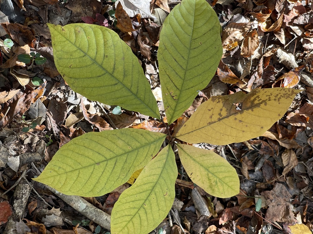 common pawpaw from Church View, VA, US on October 29, 2023 at 02:16 PM ...