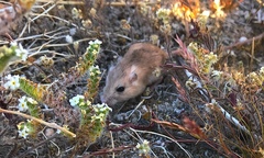 Perognathus longimembris
