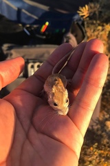 Perognathus longimembris