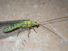 Italochrysa insignis