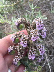 Phacelia integrifolia