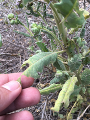 Phacelia integrifolia