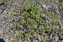 Eriogonum galioides