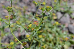 Eriogonum galioides