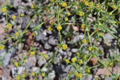 Eriogonum galioides