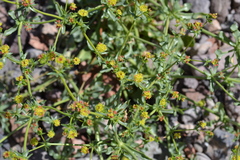 Eriogonum galioides
