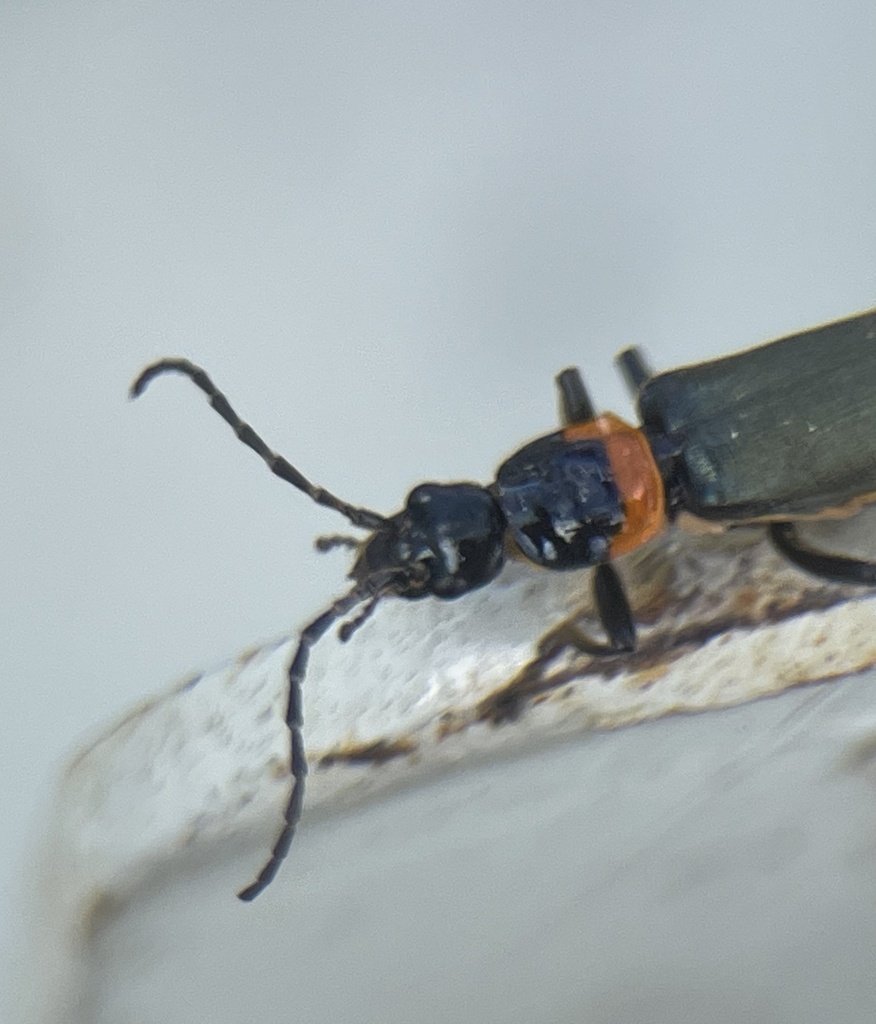 Plague Soldier Beetle from Reservoir St, Eden, NSW, AU on October 30